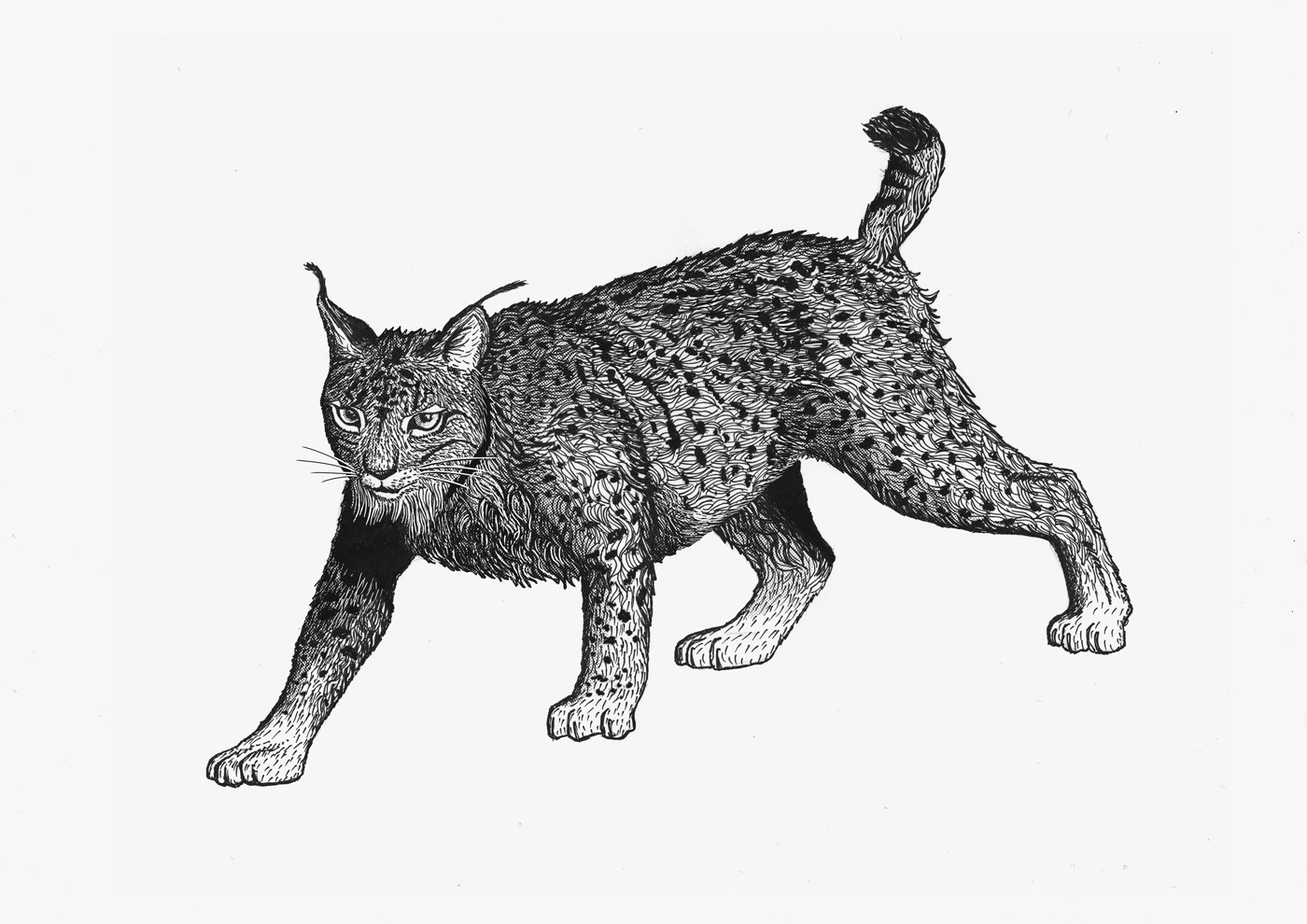Lynx save the earth